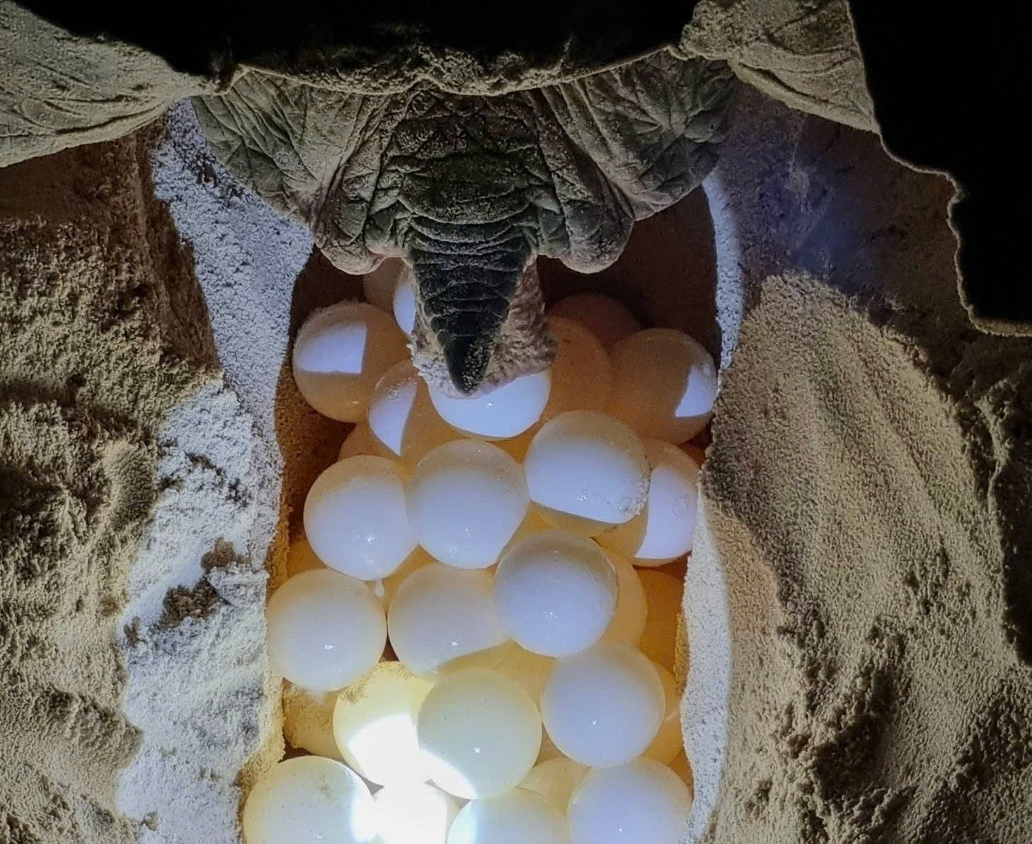 CONDAO-SEE TURTLES LAYING EGGS CONDAO-SEE TURTLES LAYING EGGS