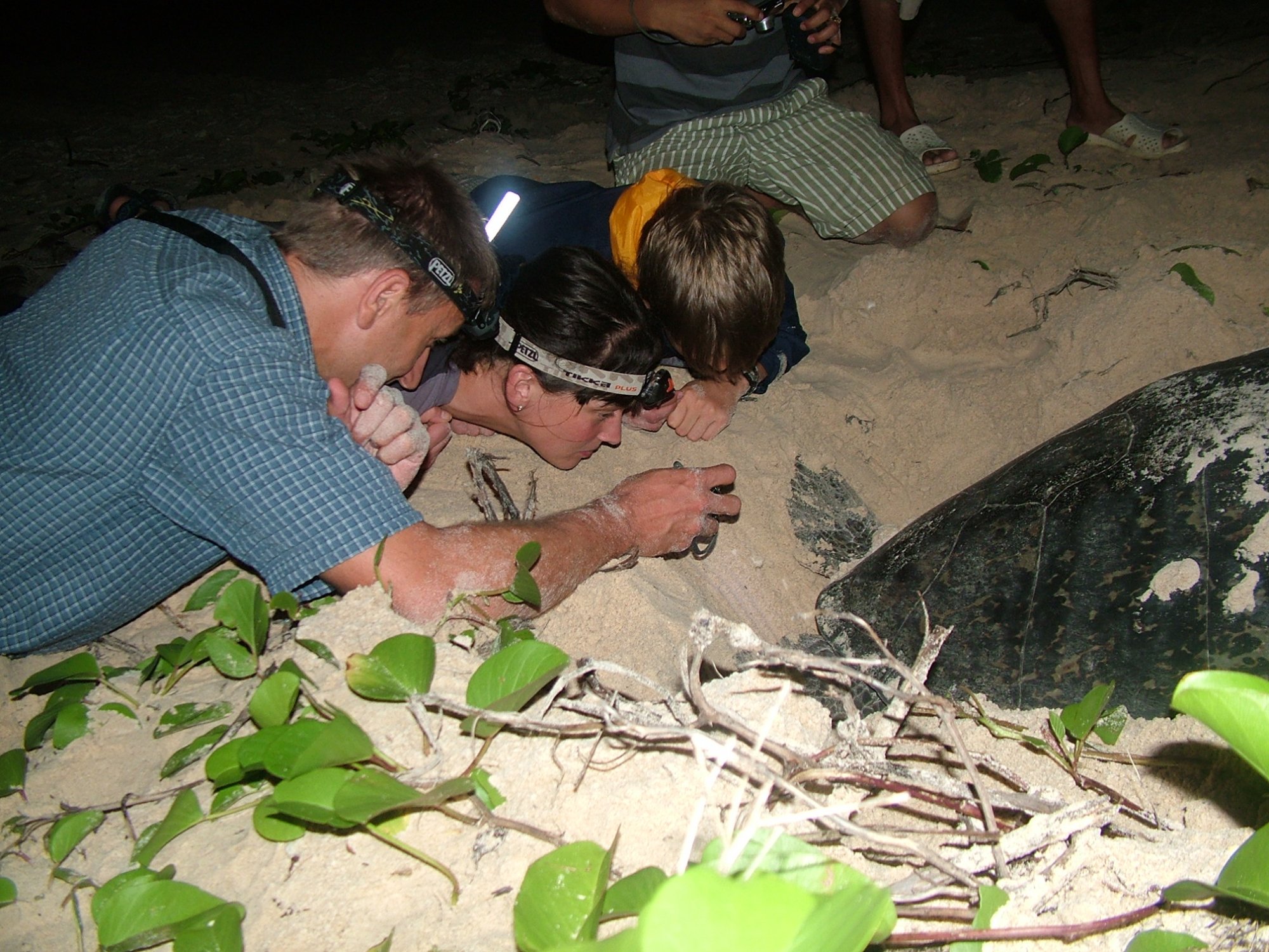 SEA TURTLES LAYING EGGS